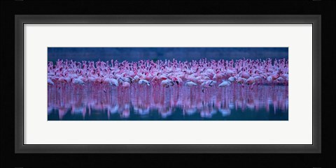 Framed Flamingos Print