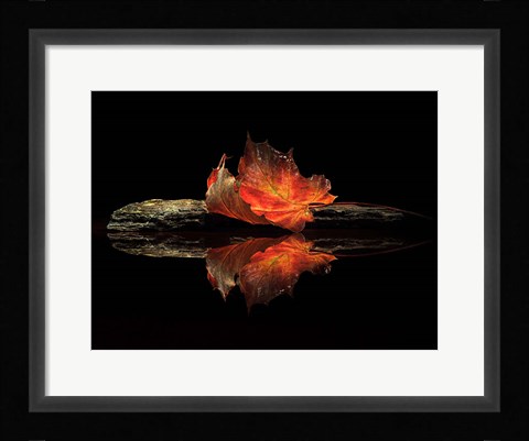 Framed Autumn Colors Print