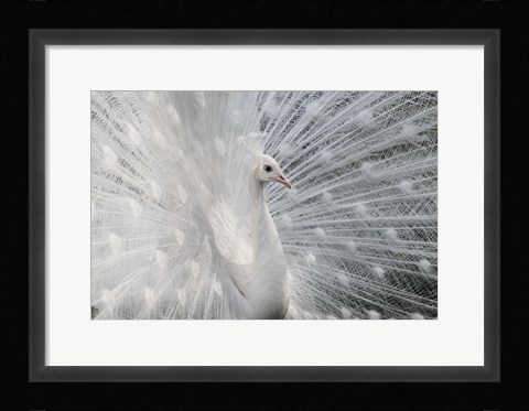 Framed As White As Snow Print