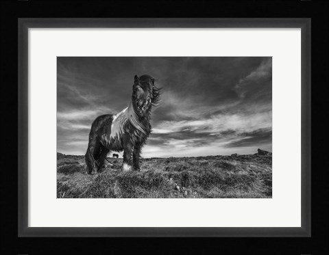 Framed Two Of A Kind Print