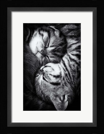 Framed Yin And Yang Print