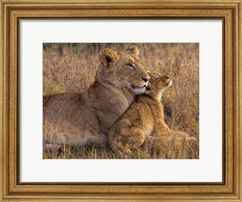 Framed Baby Lion With Mother Print