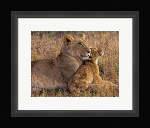 Framed Baby Lion With Mother Print