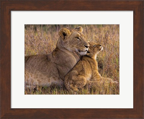 Framed Baby Lion With Mother Print