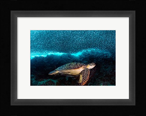 Framed Turtle And Sardines Print