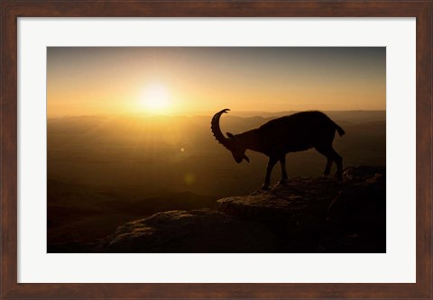 Framed Desert Wanderer Print