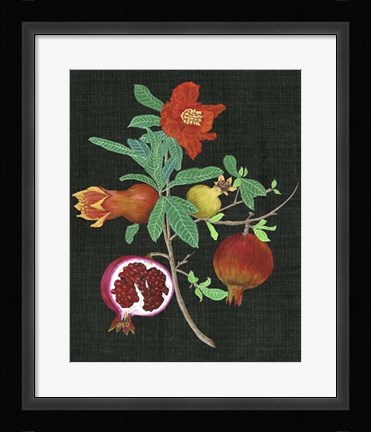 Framed Pomegranate Study II Print