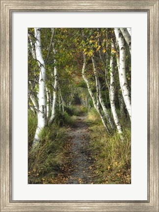 Framed Birch Path II Print