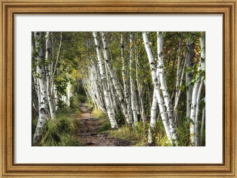 Framed Walk Through the Birch Trees Print