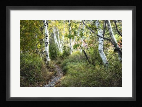 Framed Birch Trees &amp; Tall Grass Print