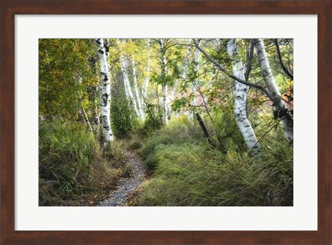 Framed Birch Trees &amp; Tall Grass Print