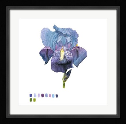 Framed Brighton Blooms IV Print