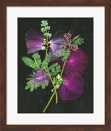 Framed Calliandra Surinamensis I Print