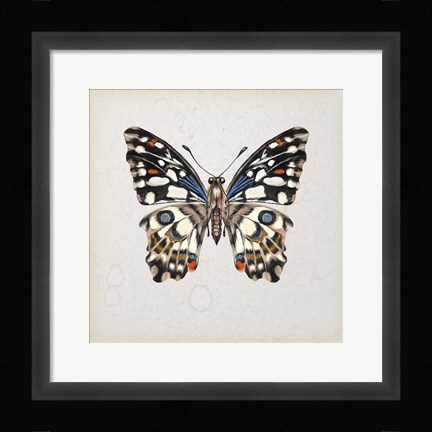 Framed Butterfly Study II Print