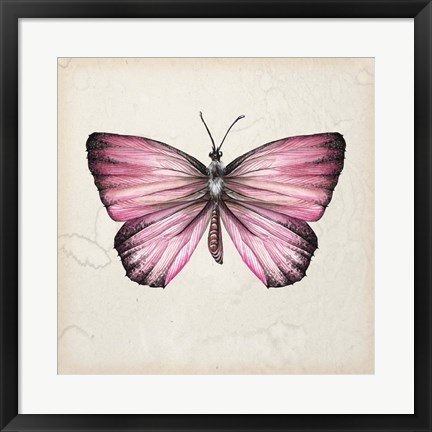 Framed Butterfly Study IV Print