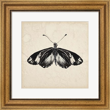 Framed Butterfly Study VI Print