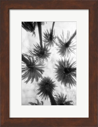 Framed Amongst the Palms Print