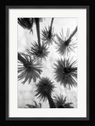 Framed Amongst the Palms Print