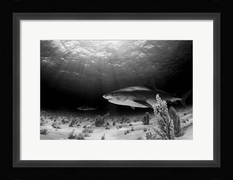 Framed Dark Tiger Print