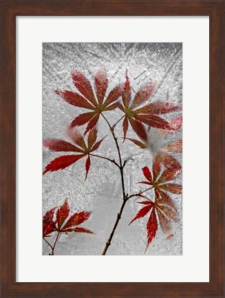 Framed Red Maple Print