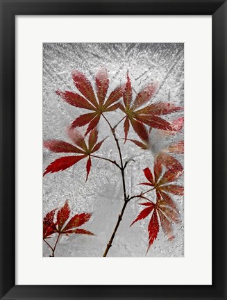 Framed Red Maple Print