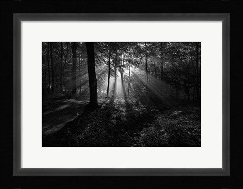 Framed Sunny Morning Print
