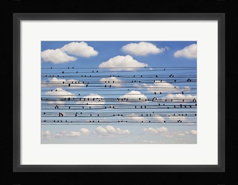 Framed Cantus Arcticus - Concerto For Birds Print