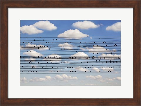 Framed Cantus Arcticus - Concerto For Birds Print