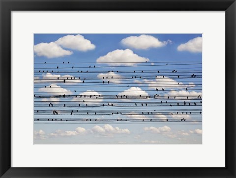 Framed Cantus Arcticus - Concerto For Birds Print