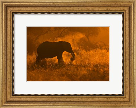 Framed Golden Elephant In Savute Print