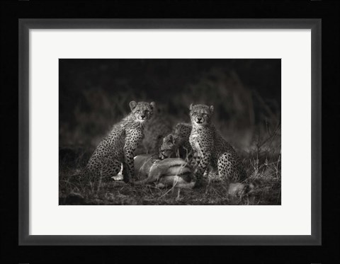 Framed Cheetah Cubs Print