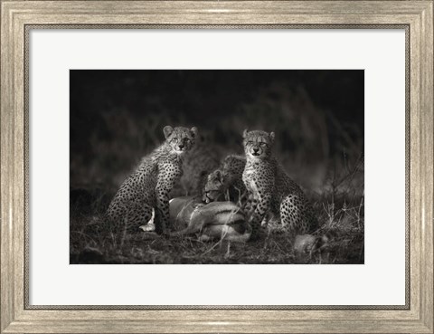 Framed Cheetah Cubs Print