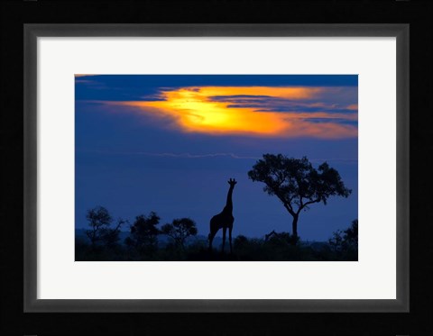 Framed Giraffe At Sunset Print