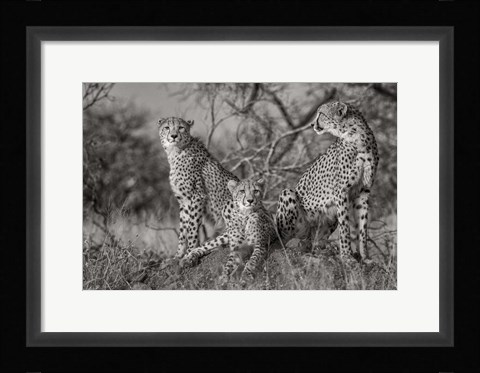 Framed Three Cats Print
