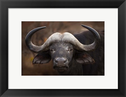Framed Buffalo Portrait Print
