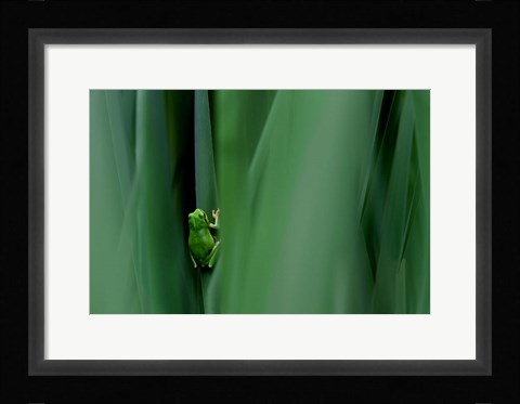 Framed Stage Curtain Print