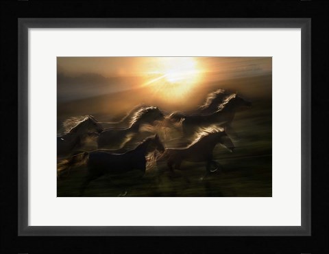Framed Morning  Gallop Print