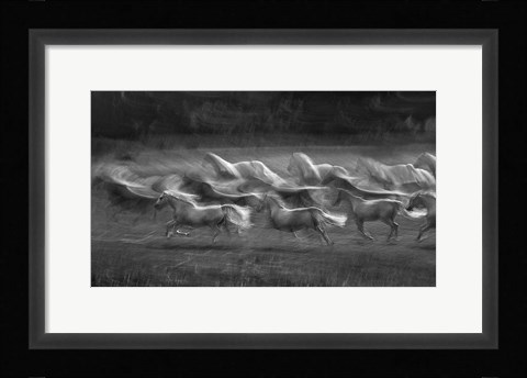 Framed Stampedo Print