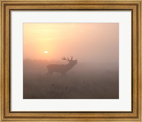 Framed Misty Morning Stag Print