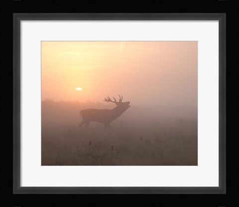 Framed Misty Morning Stag Print