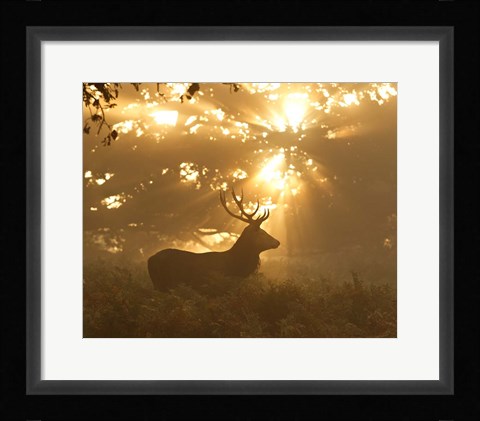 Framed Ghost Of The Forest Print