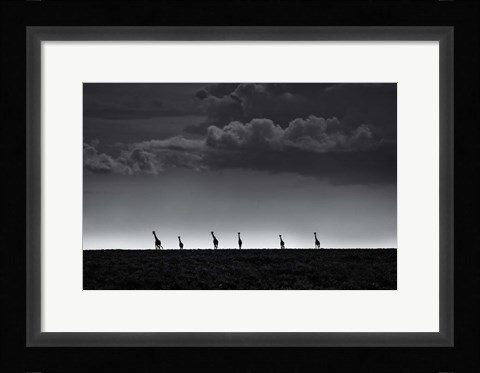 Framed 6 Giraffes Print