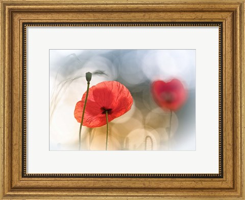 Framed Morning Poppies Print