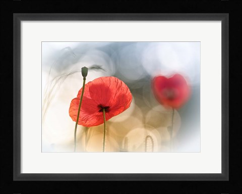 Framed Morning Poppies Print
