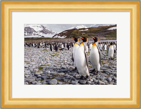 Framed Penguins Of Salisbury Plain Print