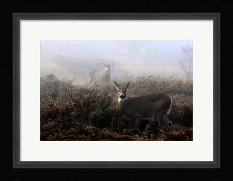 Framed White-Tailed Deer Print