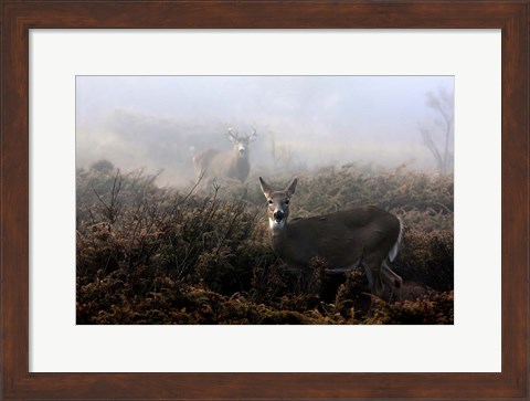 Framed White-Tailed Deer Print