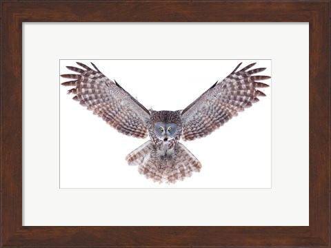Framed Power - Great Grey Owl Print