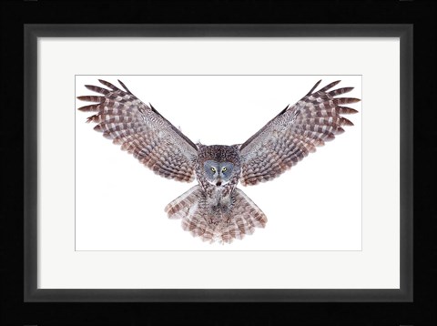 Framed Power - Great Grey Owl Print