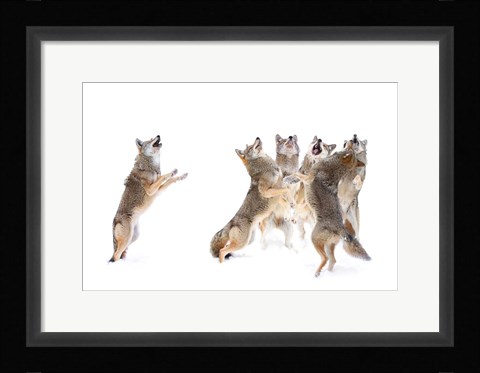 Framed Choir - Coyotes Print